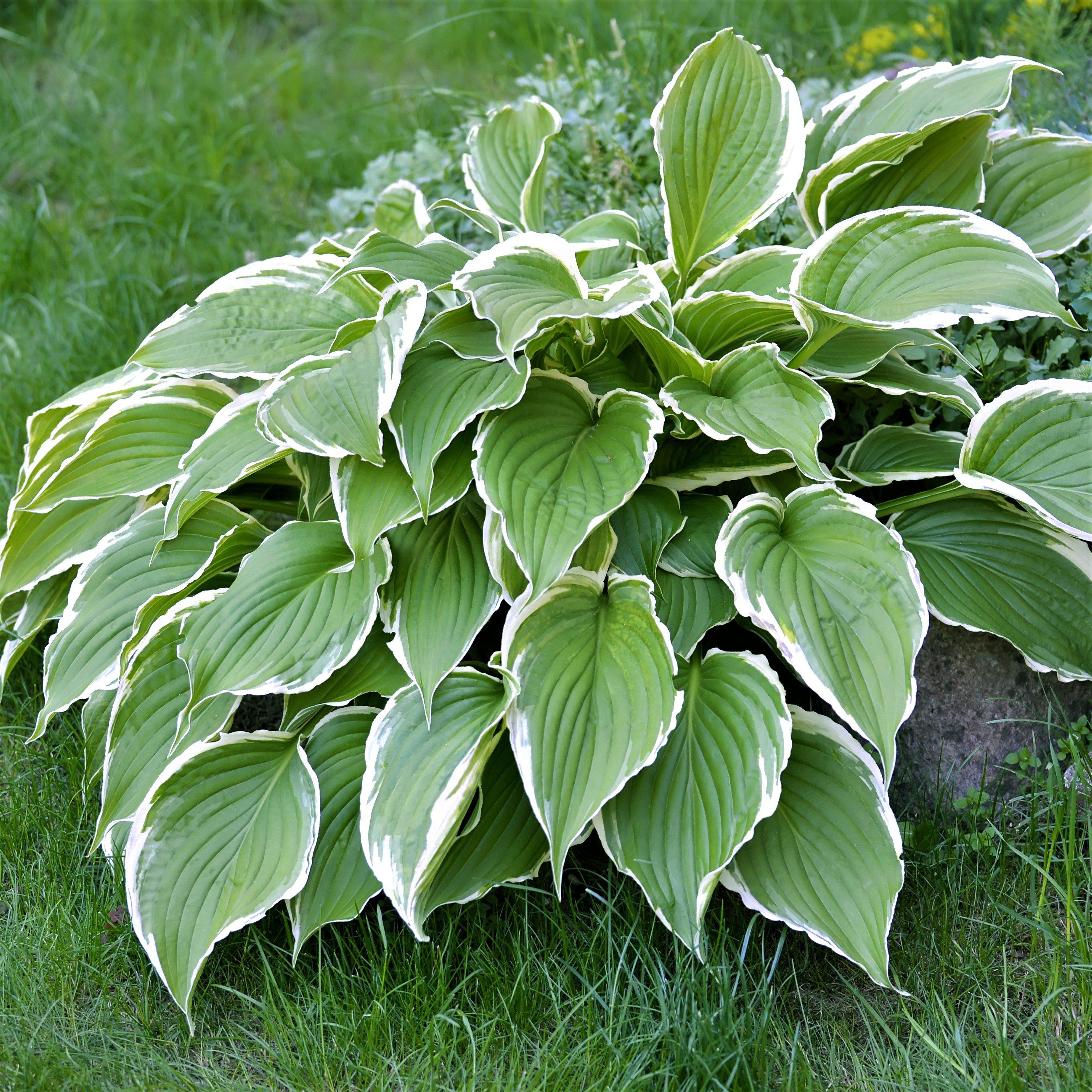 Hosta - Francee