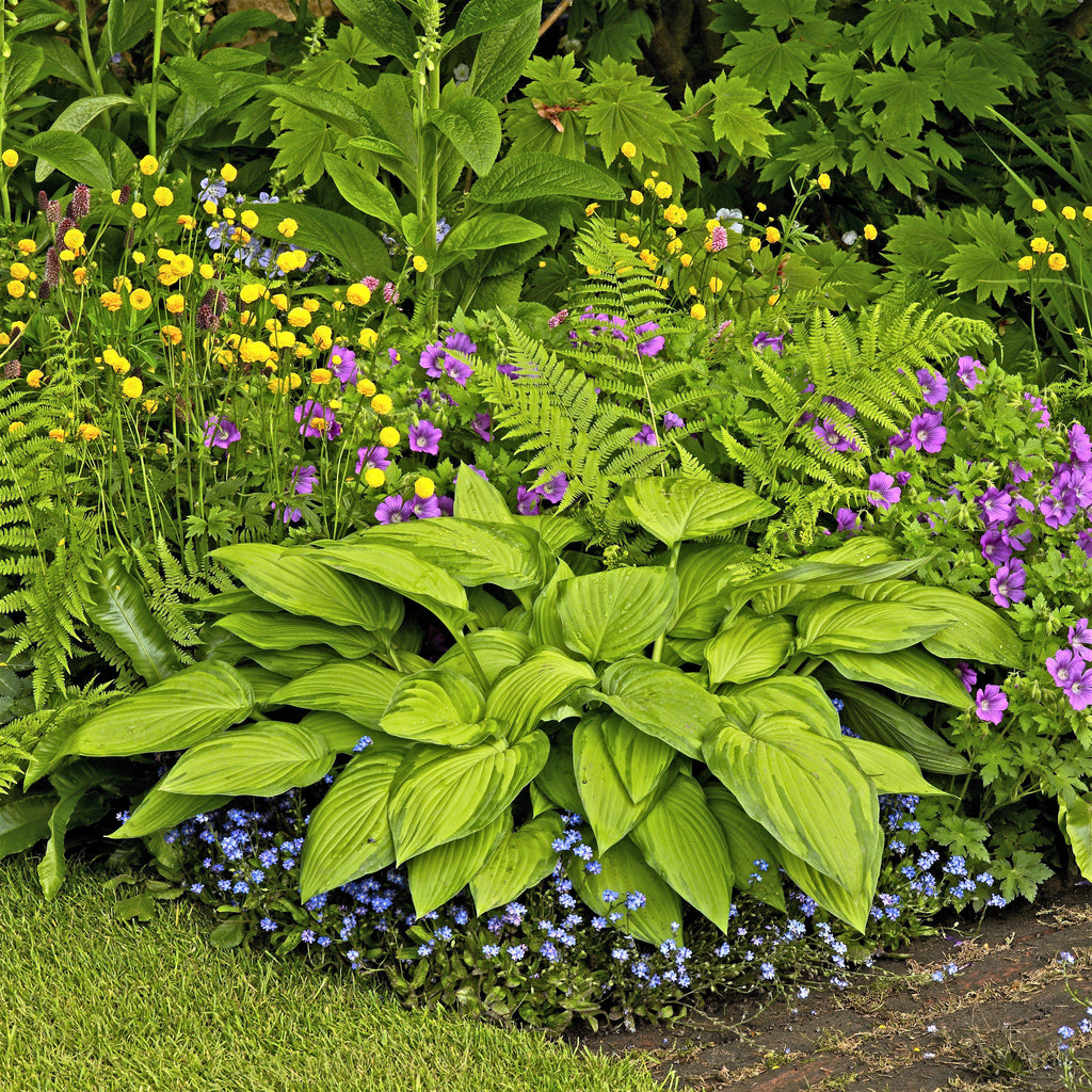 Hosta - Stained Glass