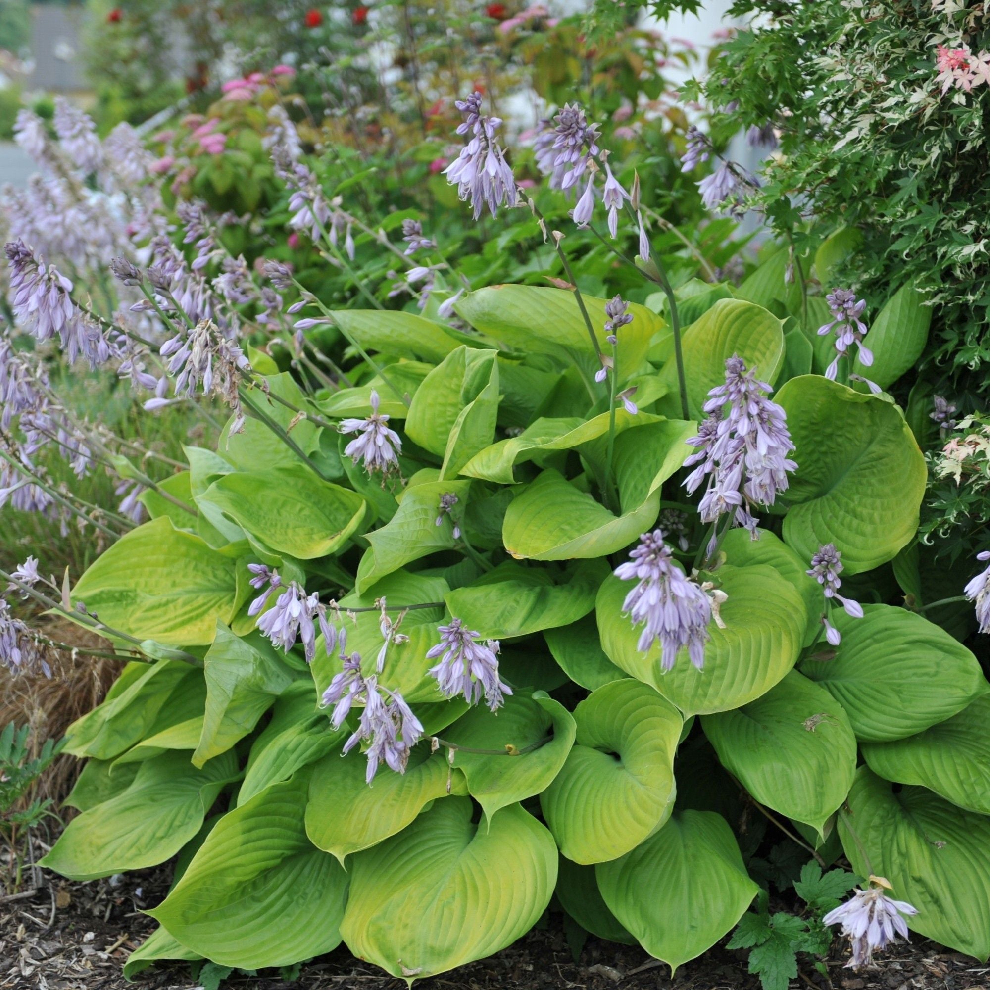 Hosta - Sum and Substance