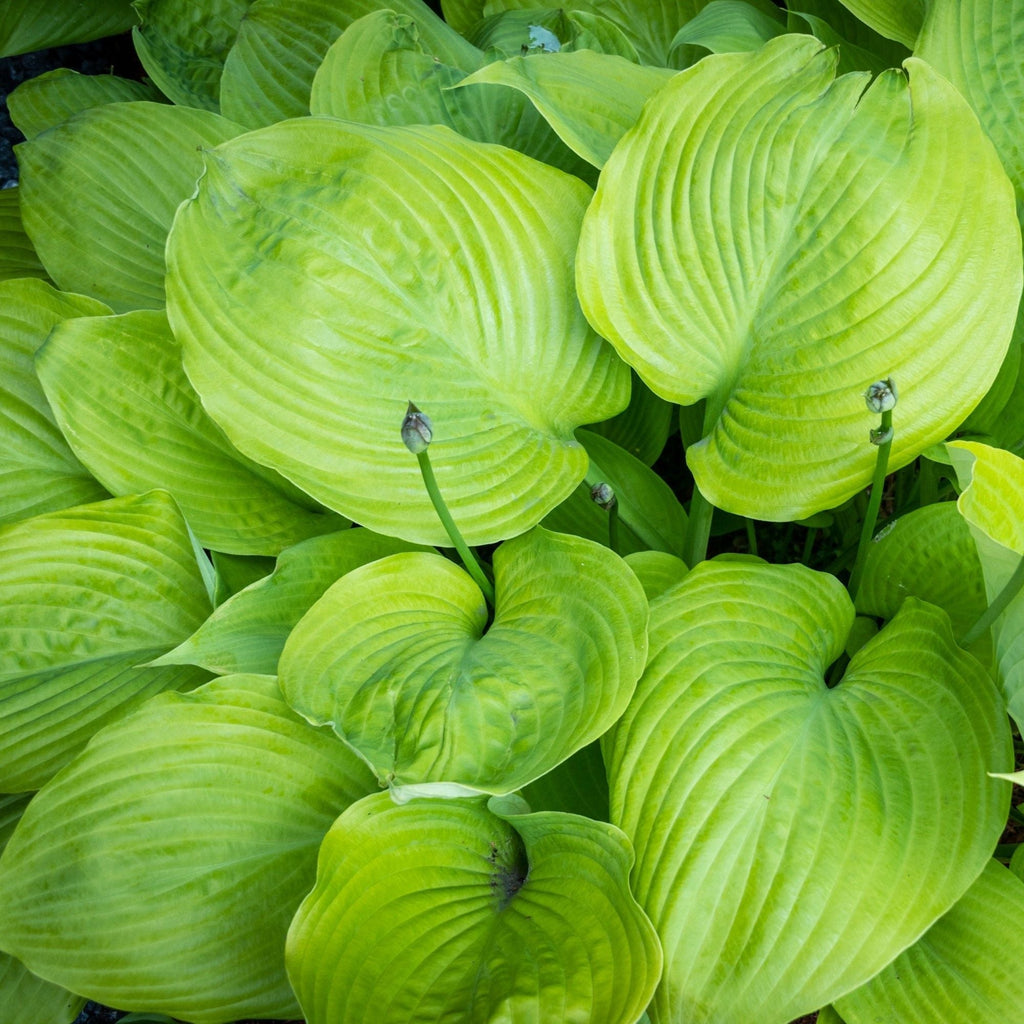 Hosta - Sum and Substance