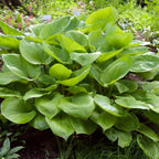 Hosta - Sum and Substance