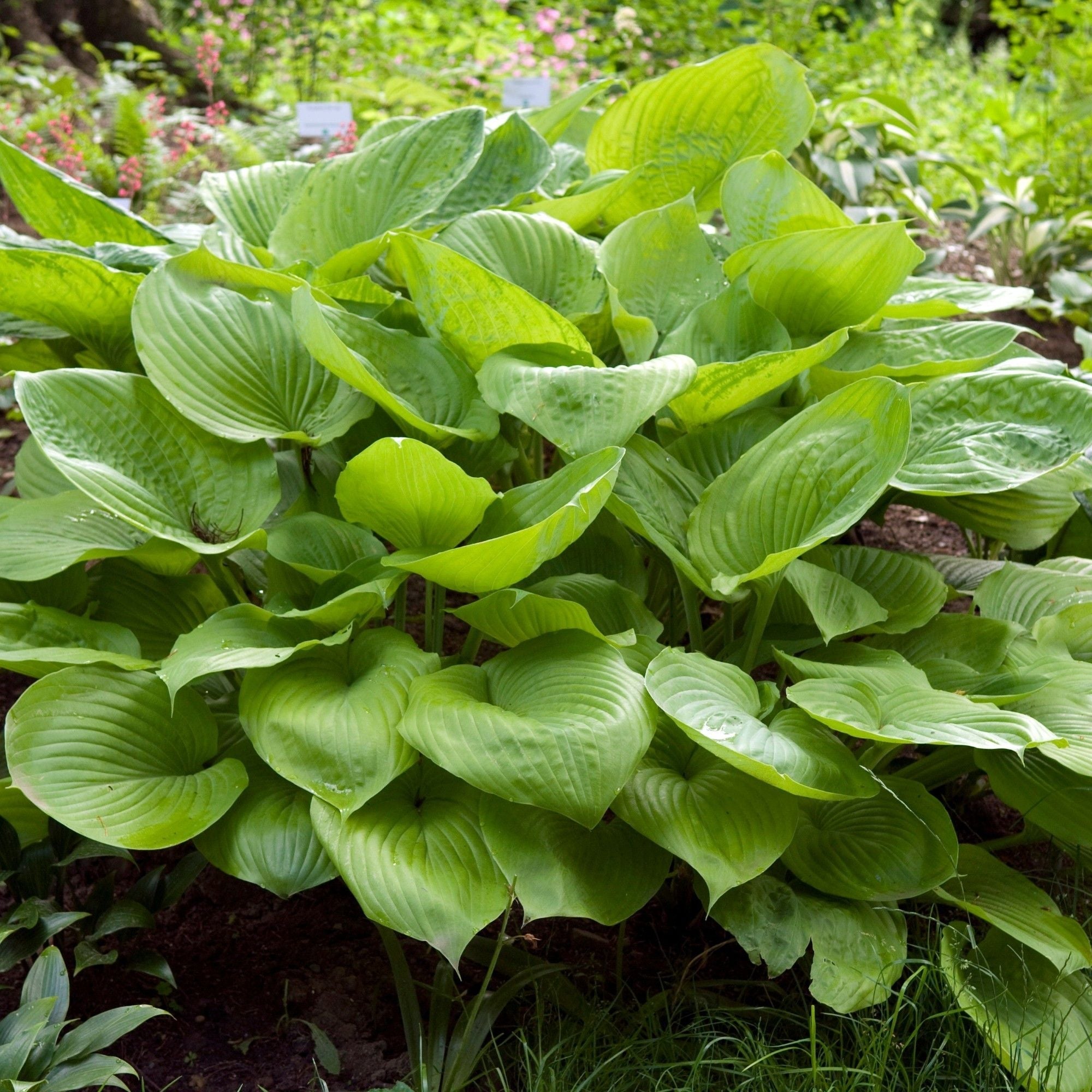 Hosta - Sum and Substance