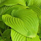 Hosta - Sum and Substance