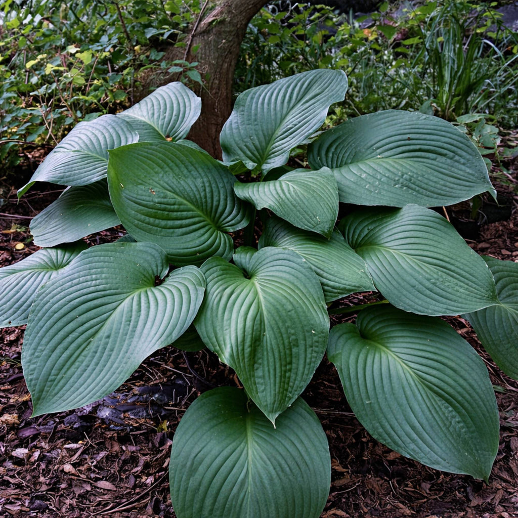 Hosta - T-Rex