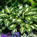 Hosta - Mediovariegata