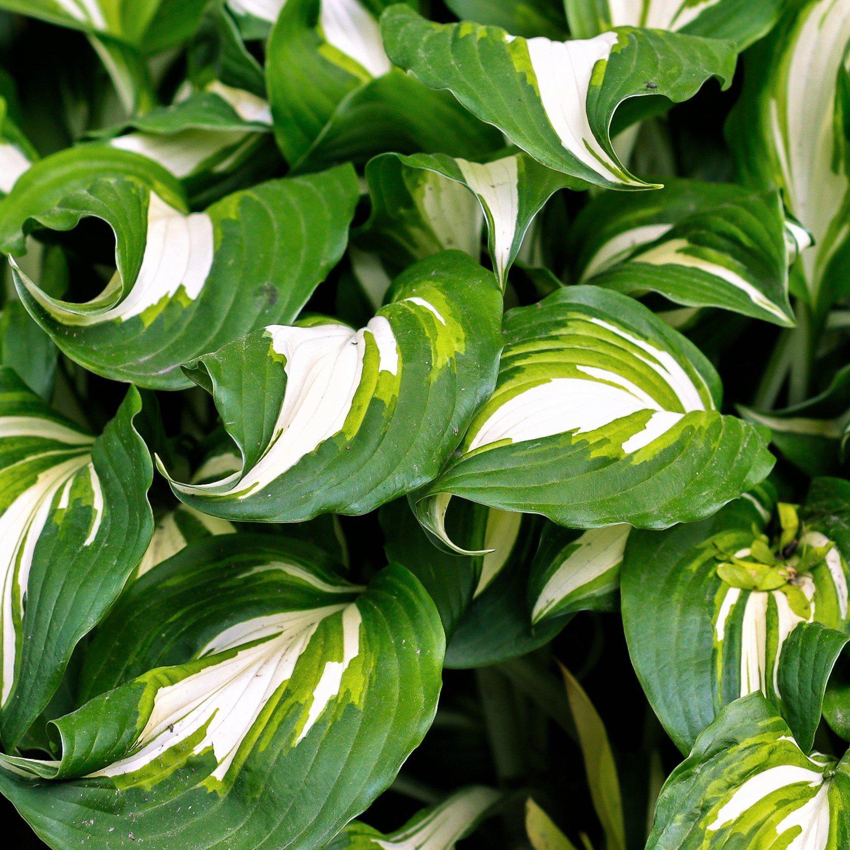 Hosta - Mediovariegata