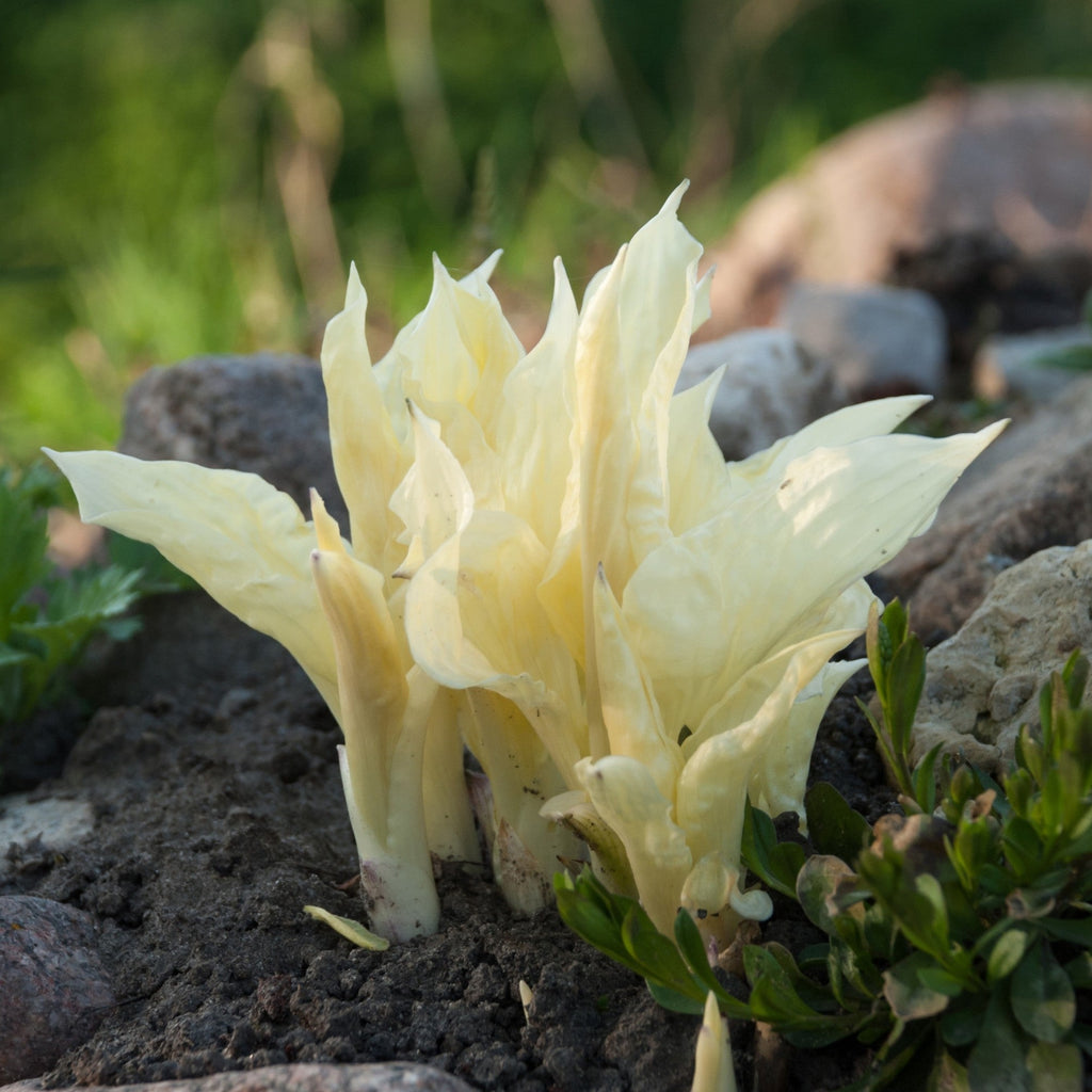 Hosta - White Feather