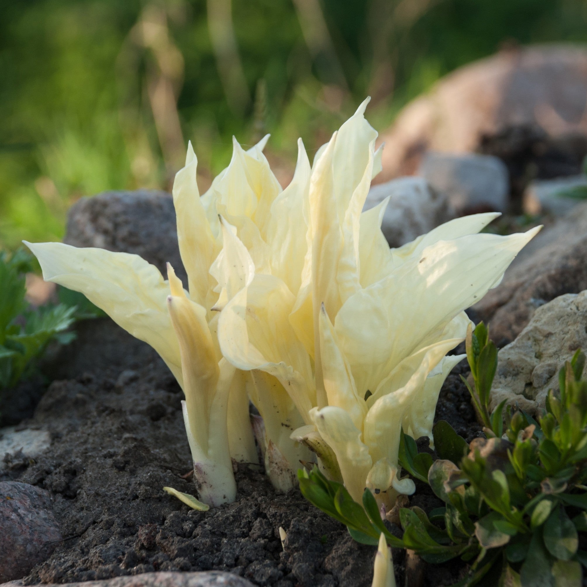 Hosta - White Feather