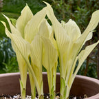 Hosta - White Feather