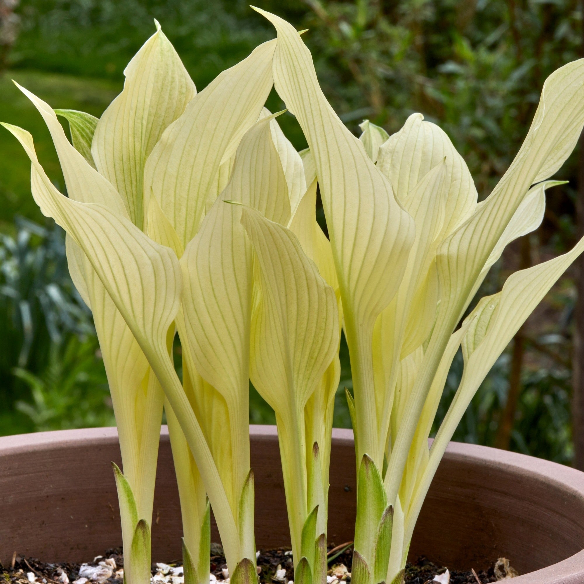 Hosta - White Feather
