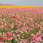 Ranunculus - Tecolote Pink