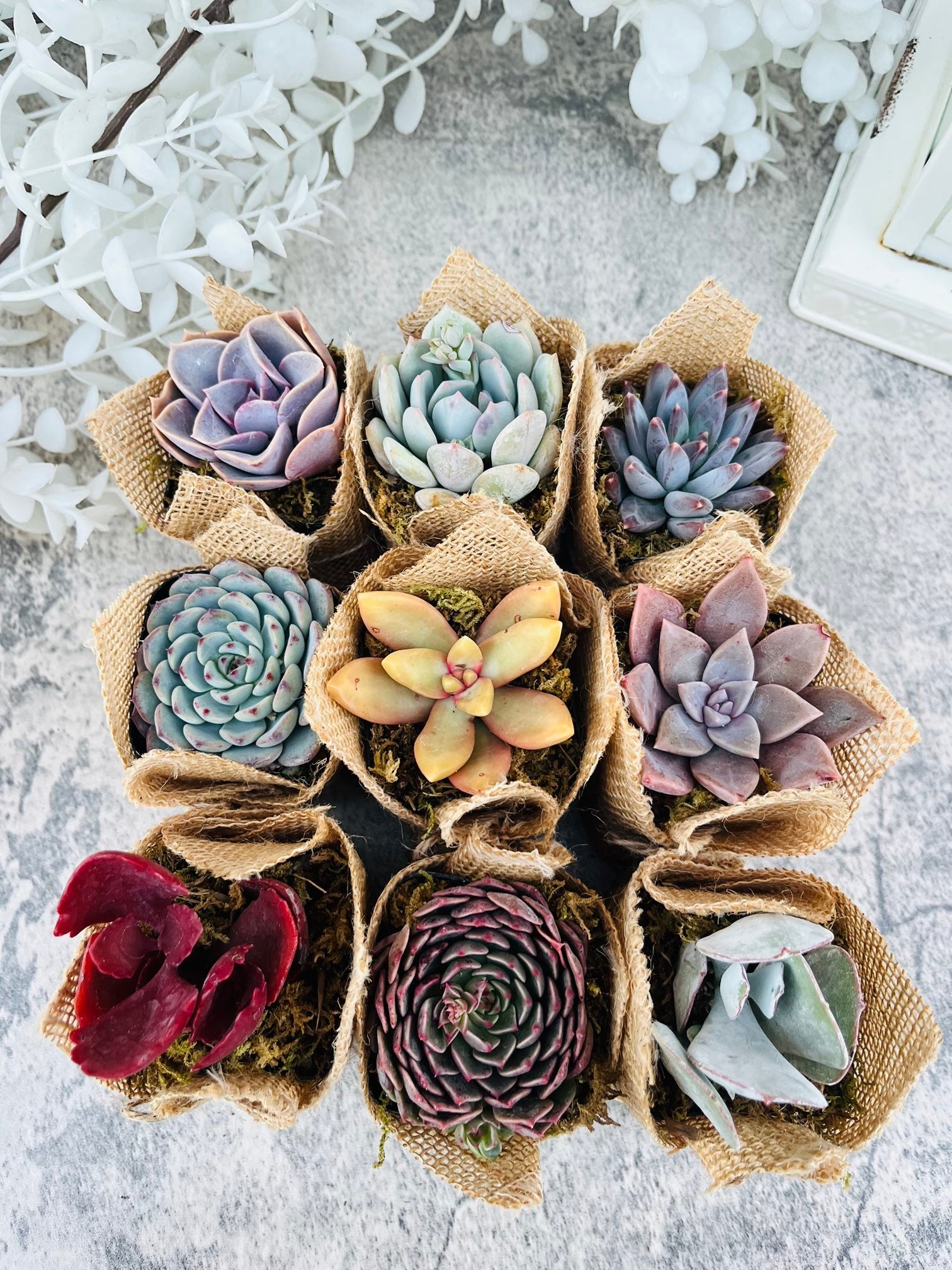 Succulent Favors in Burlap- Baby Shower Favors, Wedding and Party Favors