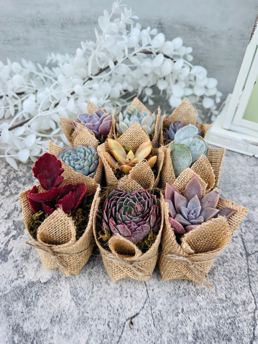 Succulent Favors in Burlap- Baby Shower Favors, Wedding and Party Favors