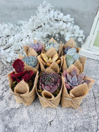 Succulent Favors in Burlap- Baby Shower Favors, Wedding and Party Favors