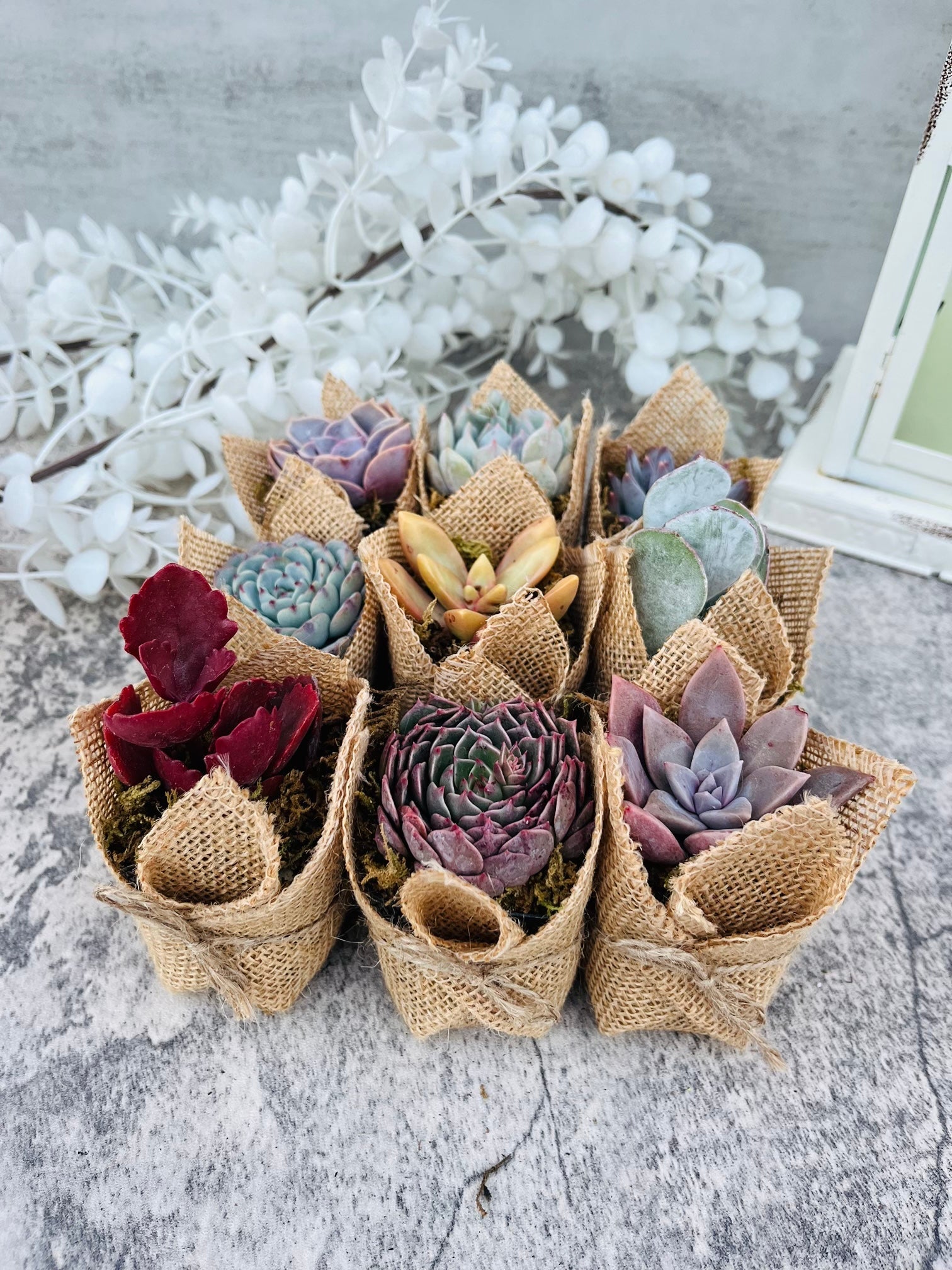 Succulent Favors in Burlap- Baby Shower Favors, Wedding and Party Favors