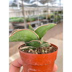 Sansevieria Samurai - 3" Pot