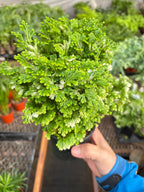 Fern 'Frosty'