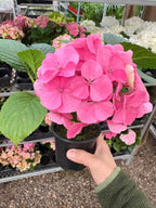 Pink Hydrangea