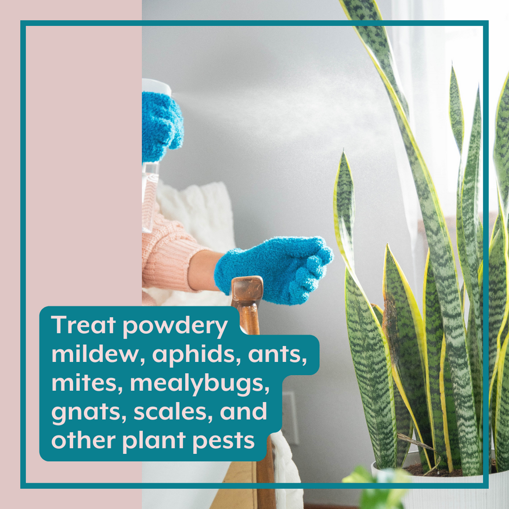 The Houseplant DEFENSE Bundle (Natural Pest Control + Gloves + Spray Bottle)
