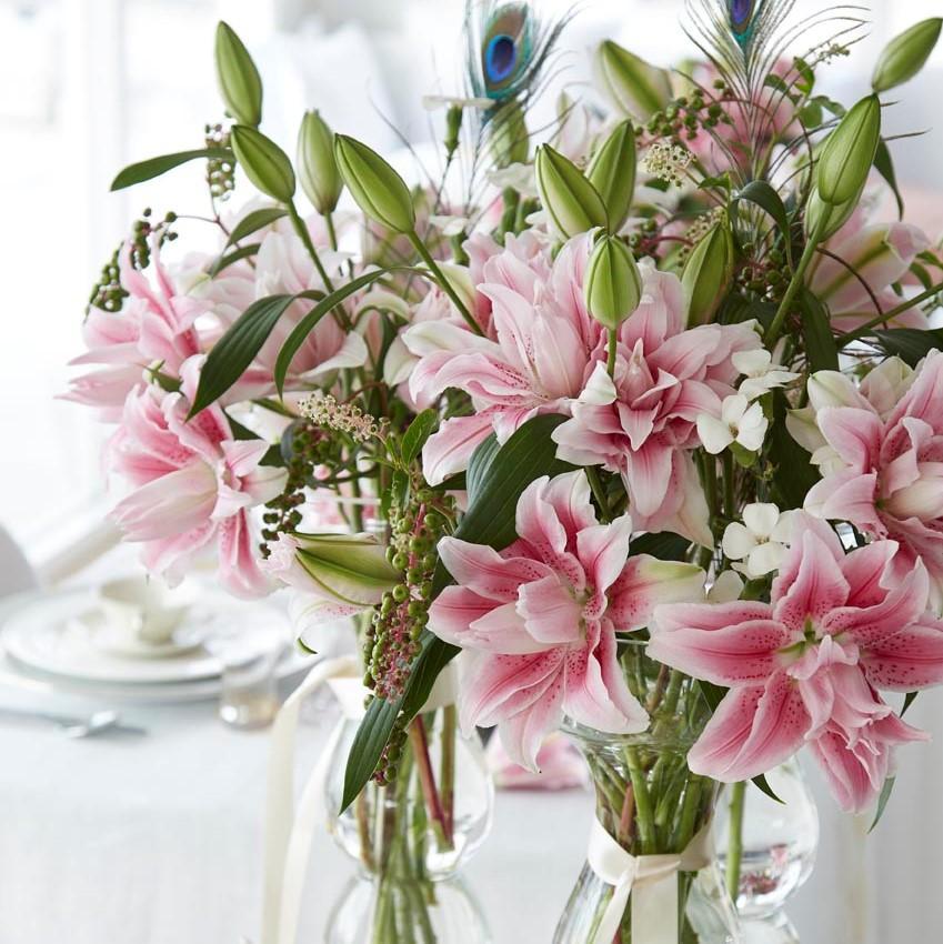 Lilium - Oriental Roselily Isabella