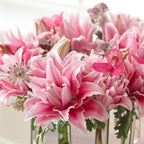 Lilium - Oriental Roselily Isabella