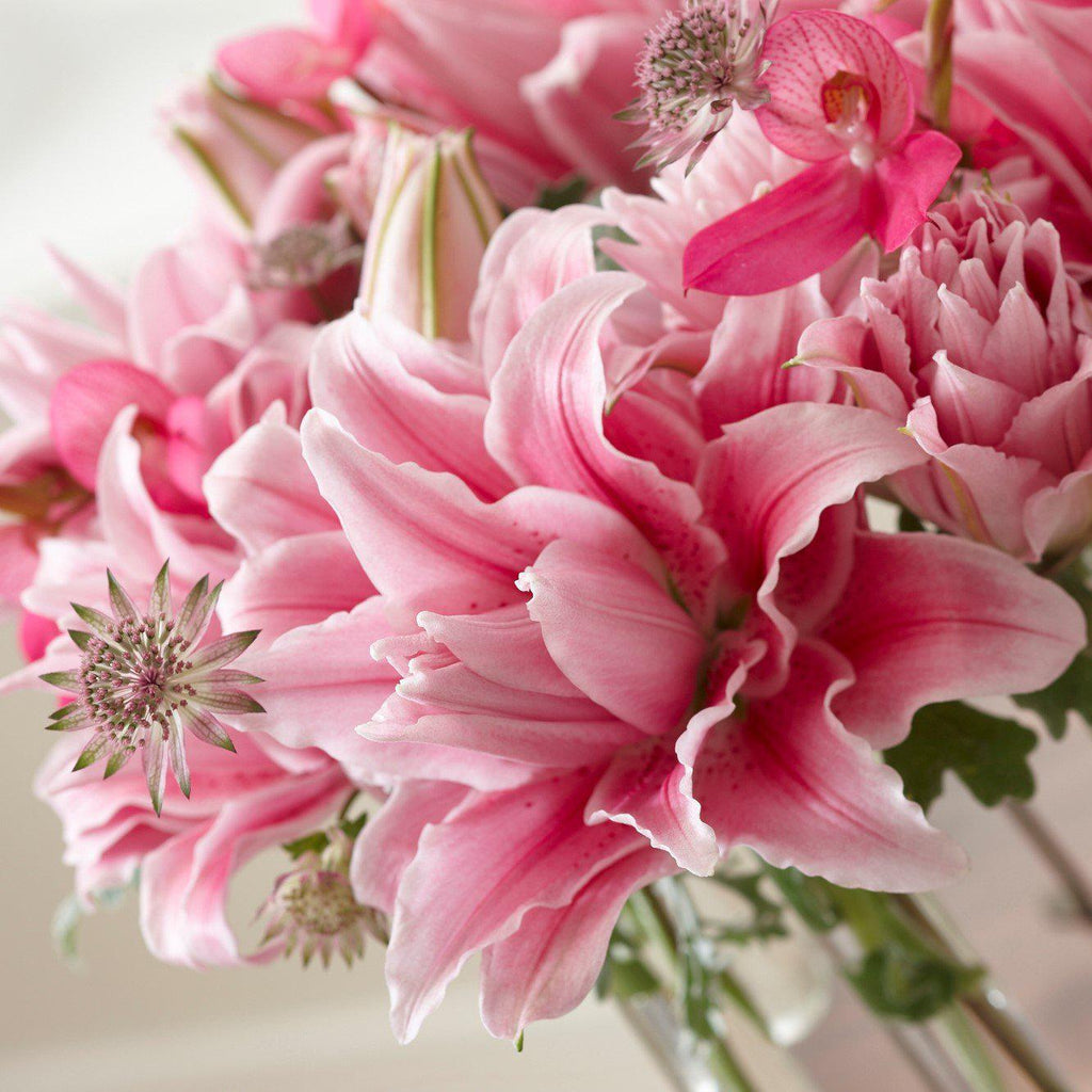 Lilium - Oriental Roselily Isabella