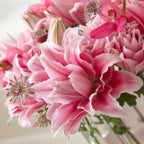 Lilium - Oriental Roselily Isabella