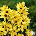 Ixia - Yellow Emperor
