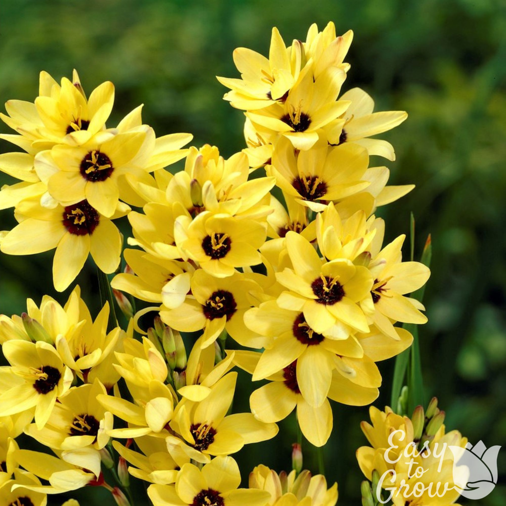 Ixia - Yellow Emperor