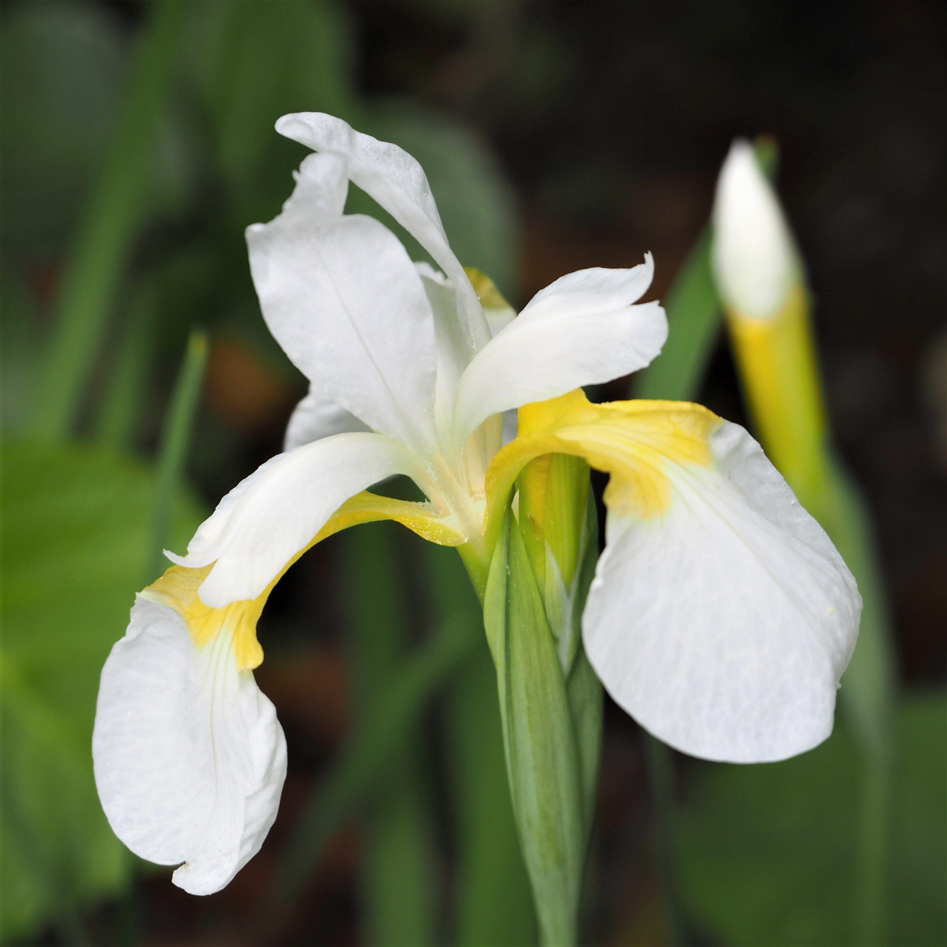 Japanese Iris - Zen Garden Mix