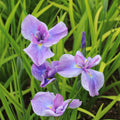 Japanese Iris - Geisha Girl