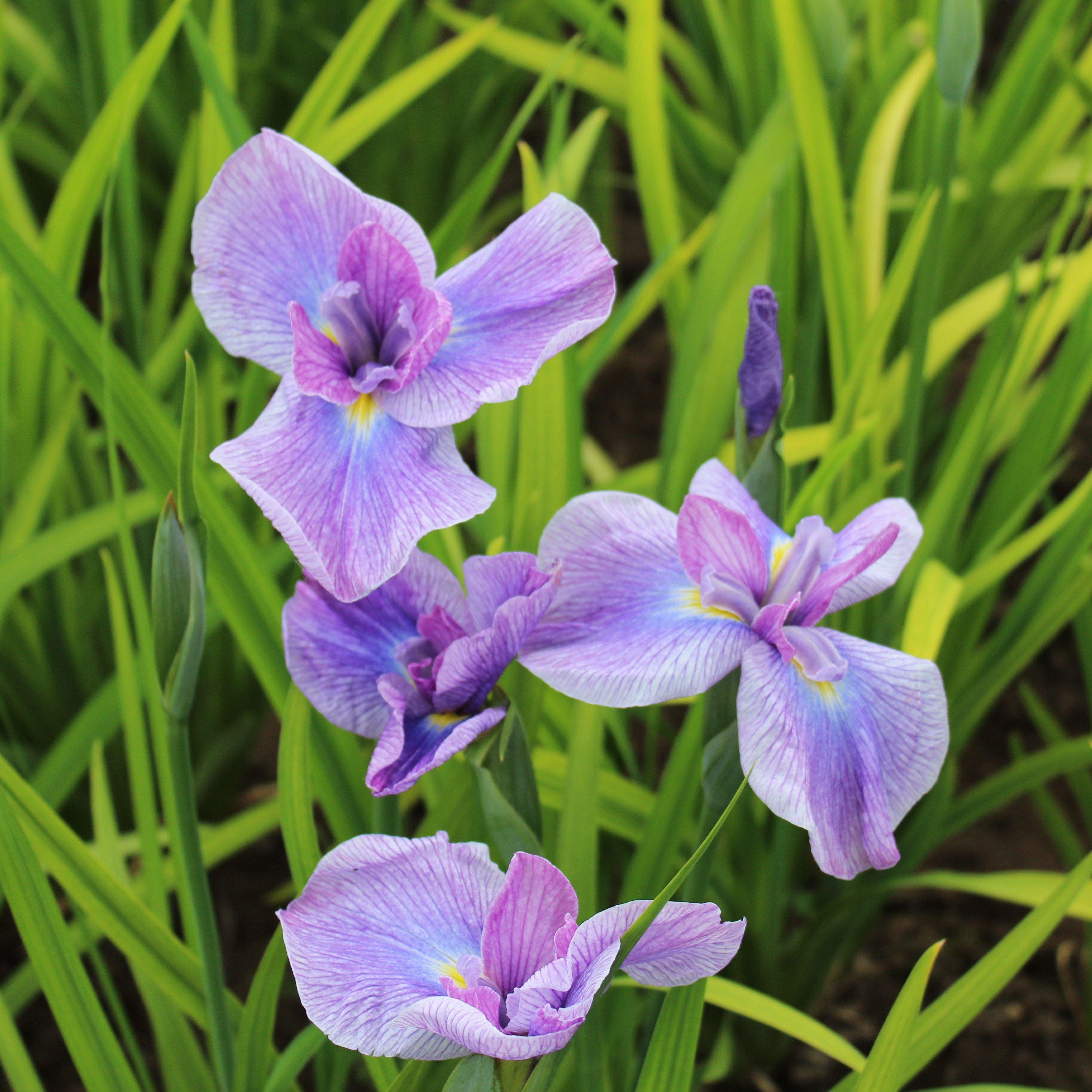 Japanese Iris - Geisha Girl