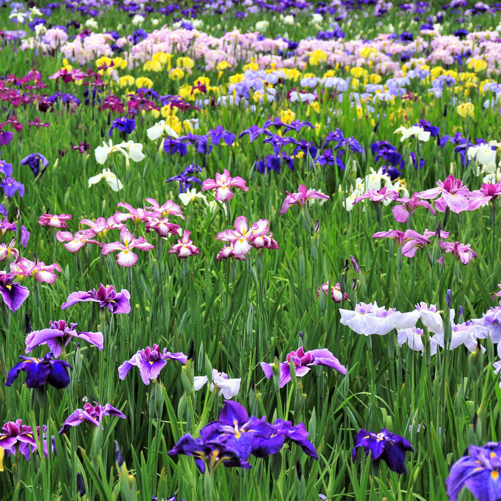 Japanese Iris - Zen Garden Mix