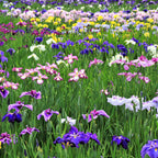 Japanese Iris - Zen Garden Mix