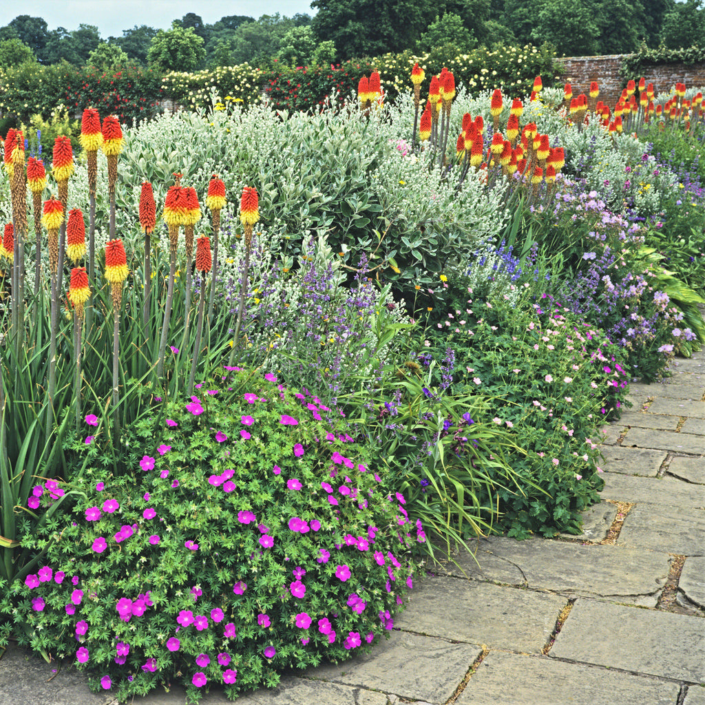 Kniphofia - Traffic Lights