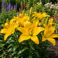 Lilium - LA Hybrid Lily Beau Soleil