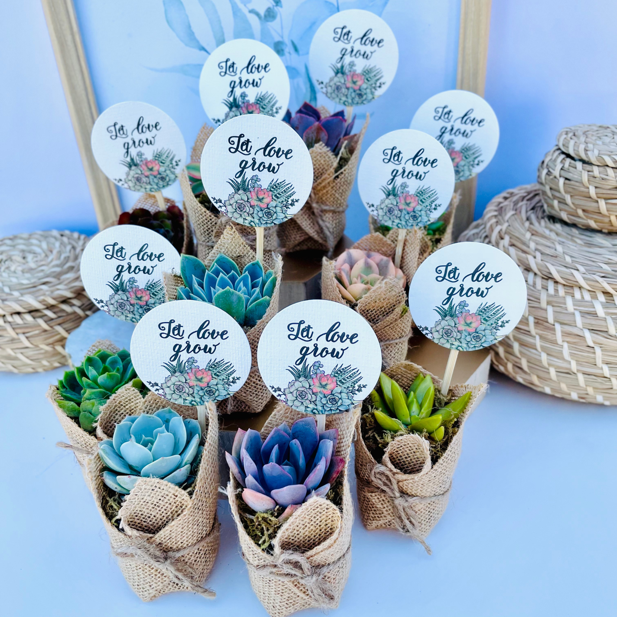Succulent Favors in Burlap- Baby Shower Favors, Wedding and Party Favors