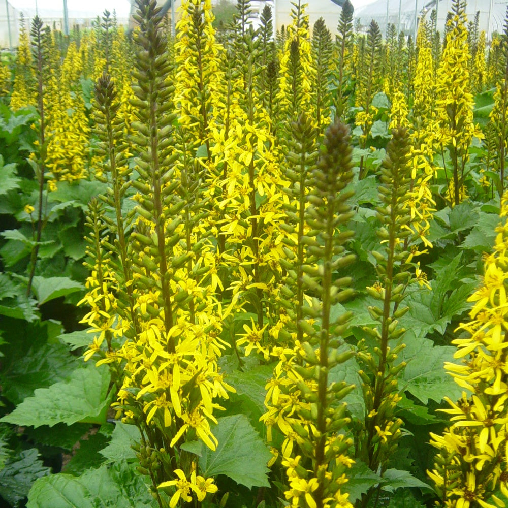 Ligularia - The Rocket