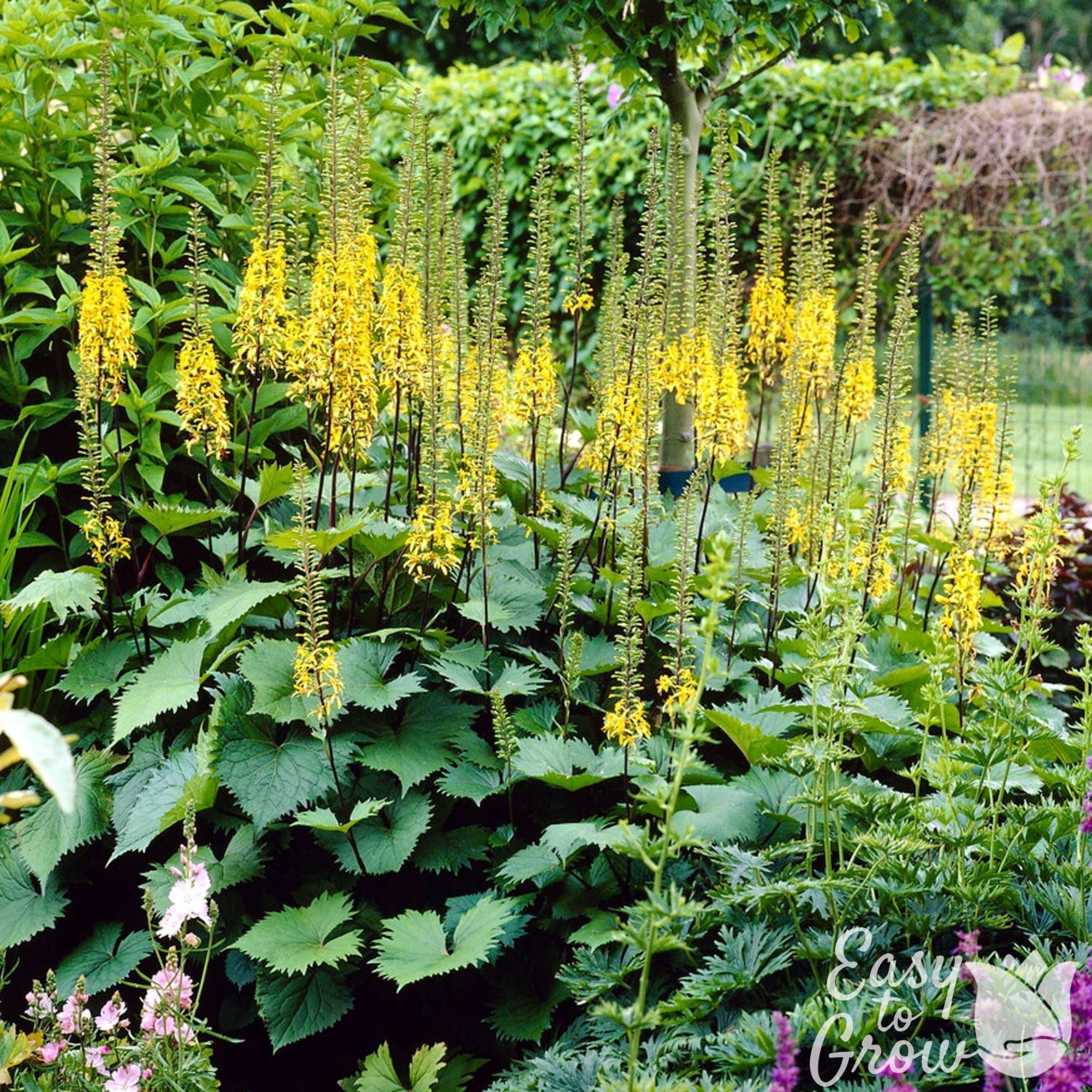 Ligularia - The Rocket