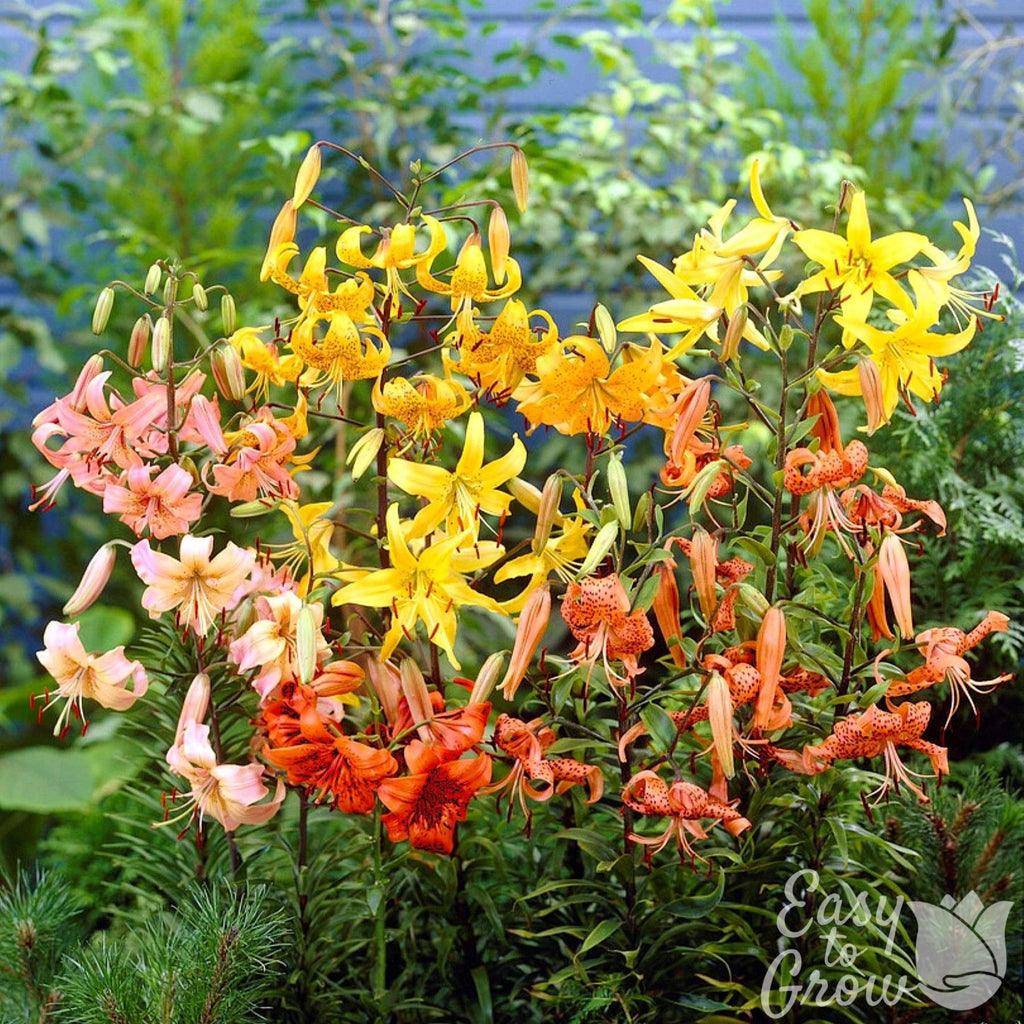Lilium - Wild About Tiger Lily Mix