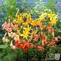 Lilium - Wild About Tiger Lily Mix