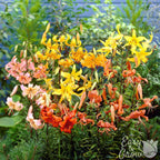 Lilium - Wild About Tiger Lily Mix