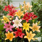 Lilium - Asiatic Lily Mix