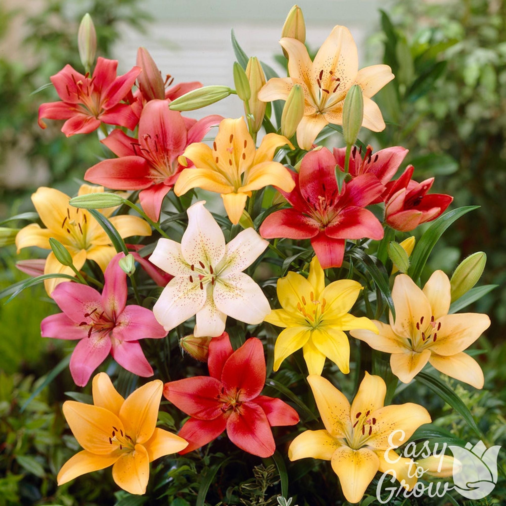Lilium - Asiatic Lily Mix