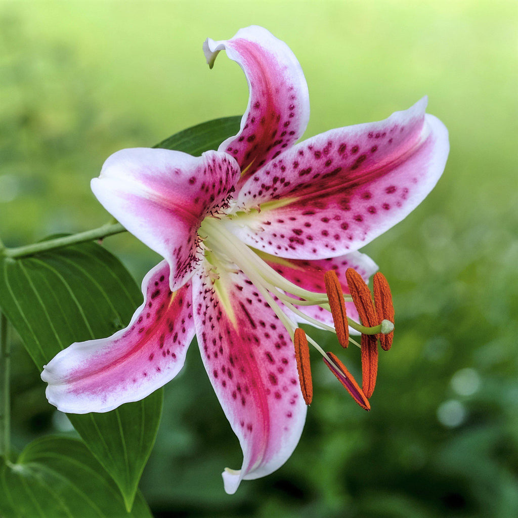 Lilium - Oriental Lily Stargazer