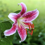Lilium - Oriental Lily Stargazer