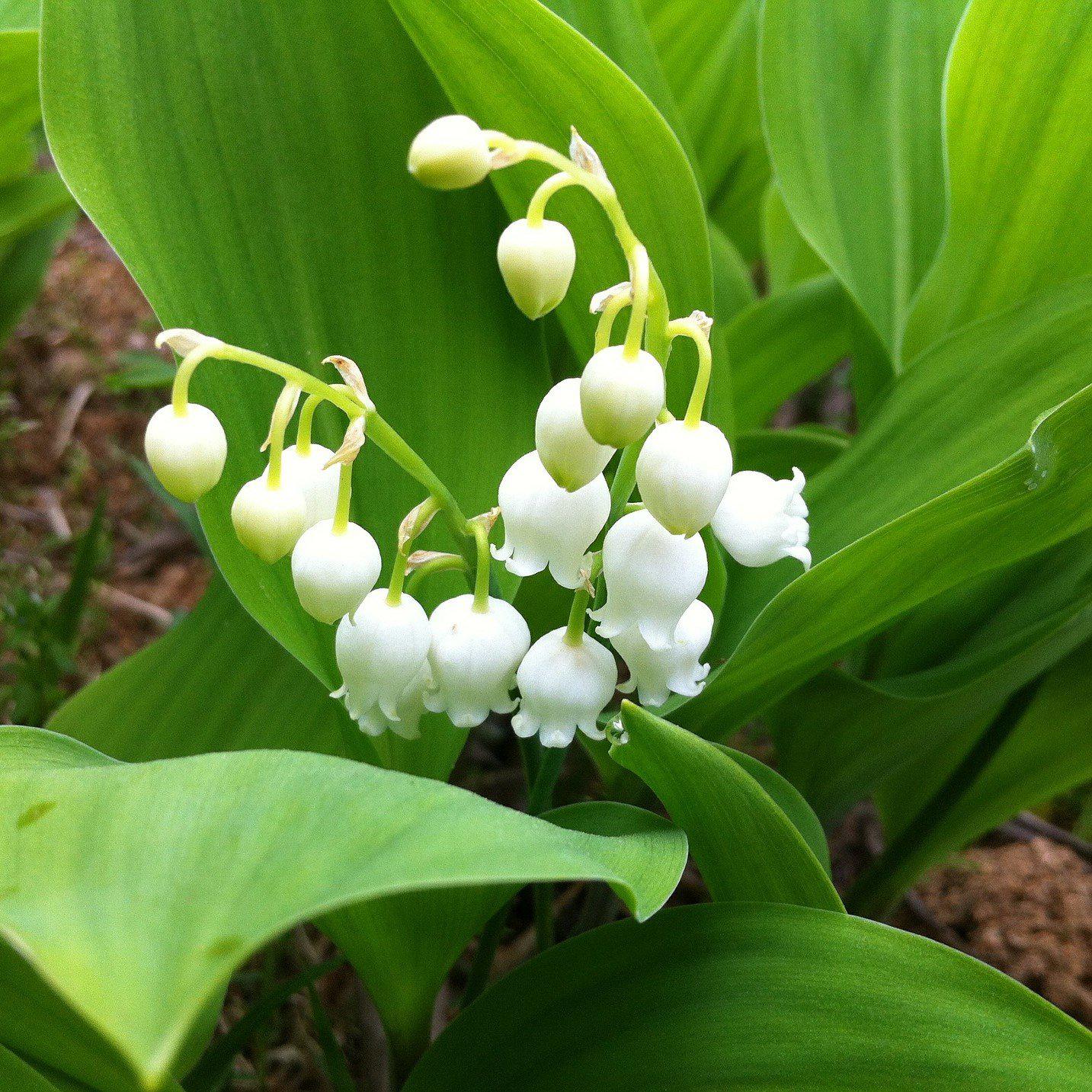 Lily of the Valley - Grower's Bunch