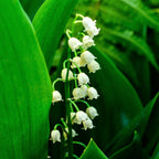 Lily of the Valley - Grower's Bunch