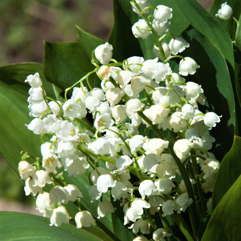 Lily of the Valley - Grower's Bunch
