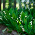 Lily of the Valley - Grower's Bunch